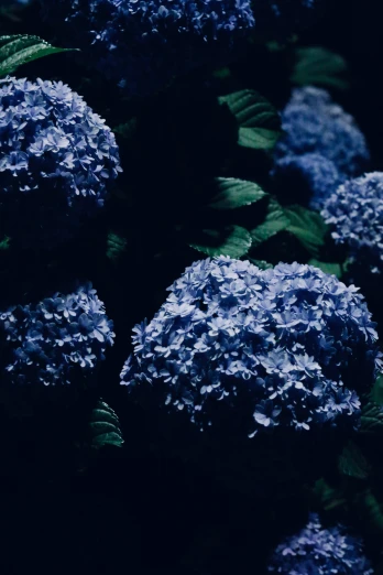 flowers and leaves in deep blue light are arranged together