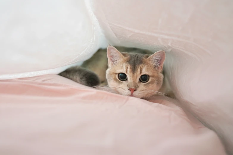 a cat peeking out from underneath the covers