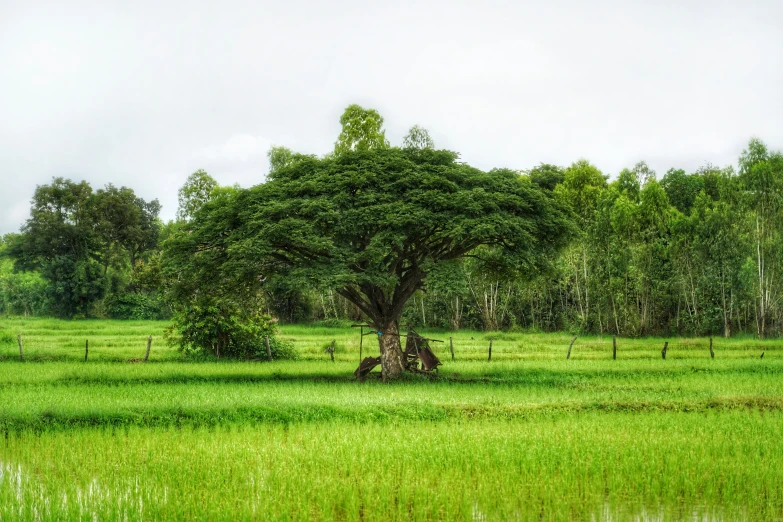 an elephant standing under a tree with lush green grass