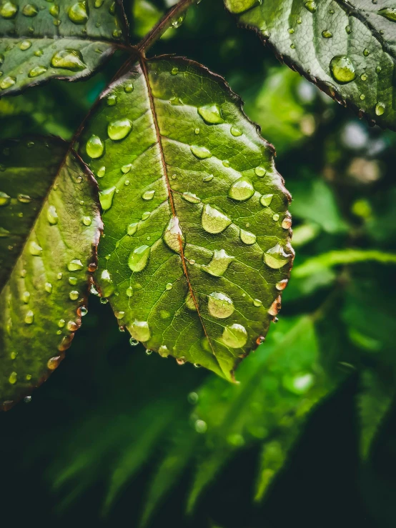 a green leaf with some water drops on it