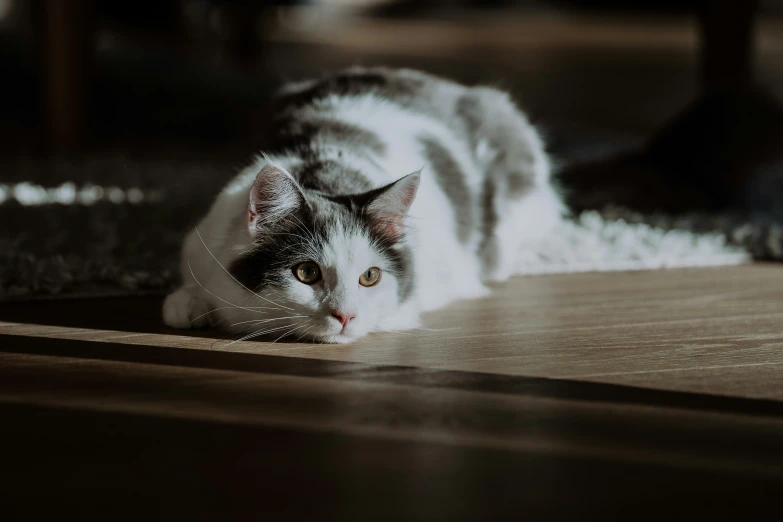 a cat laying on the ground on a wooden floor