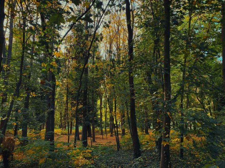 the trees are in the middle of the forest