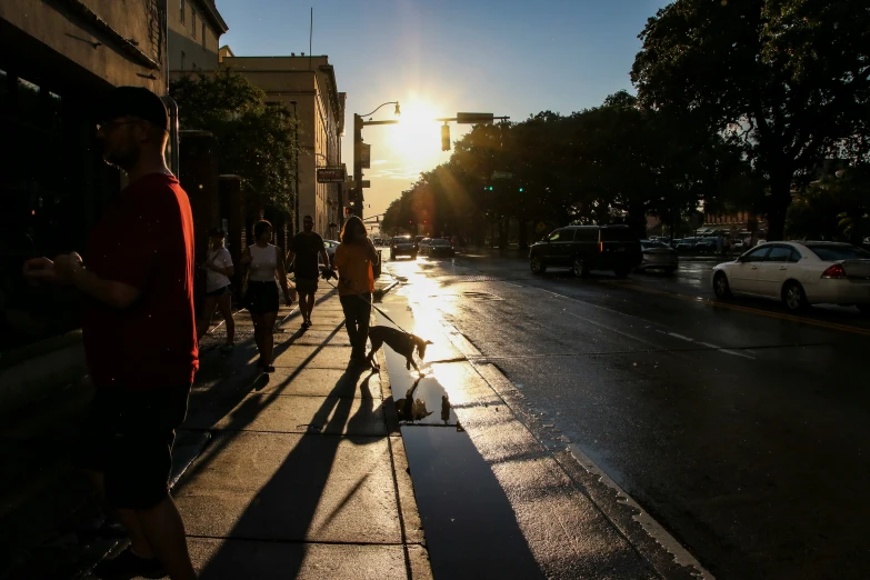 people are walking dogs in a city on a sunny day
