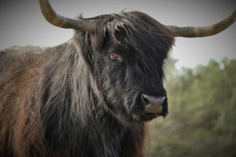 an animal with large horns standing near trees