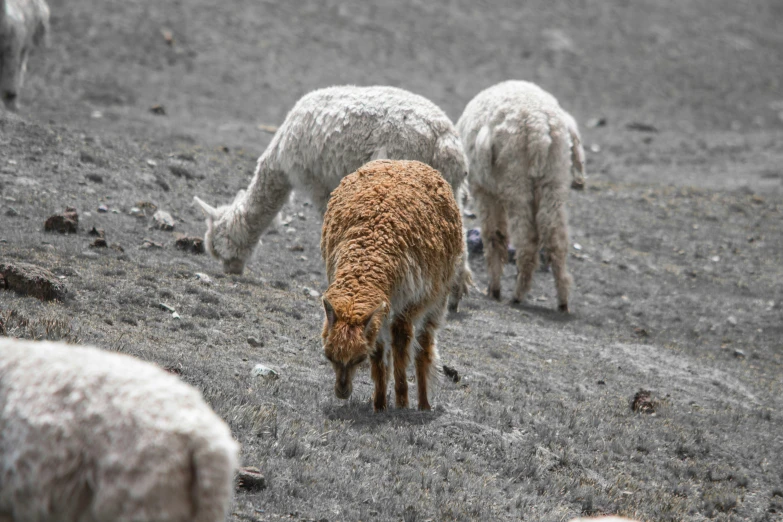 some sheep are eating on the field in the rain