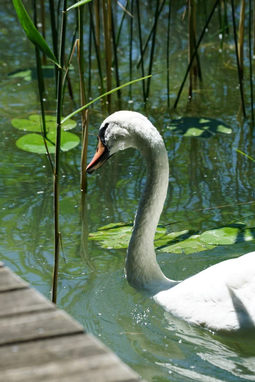 a white swan swimming in a lake with lily pads