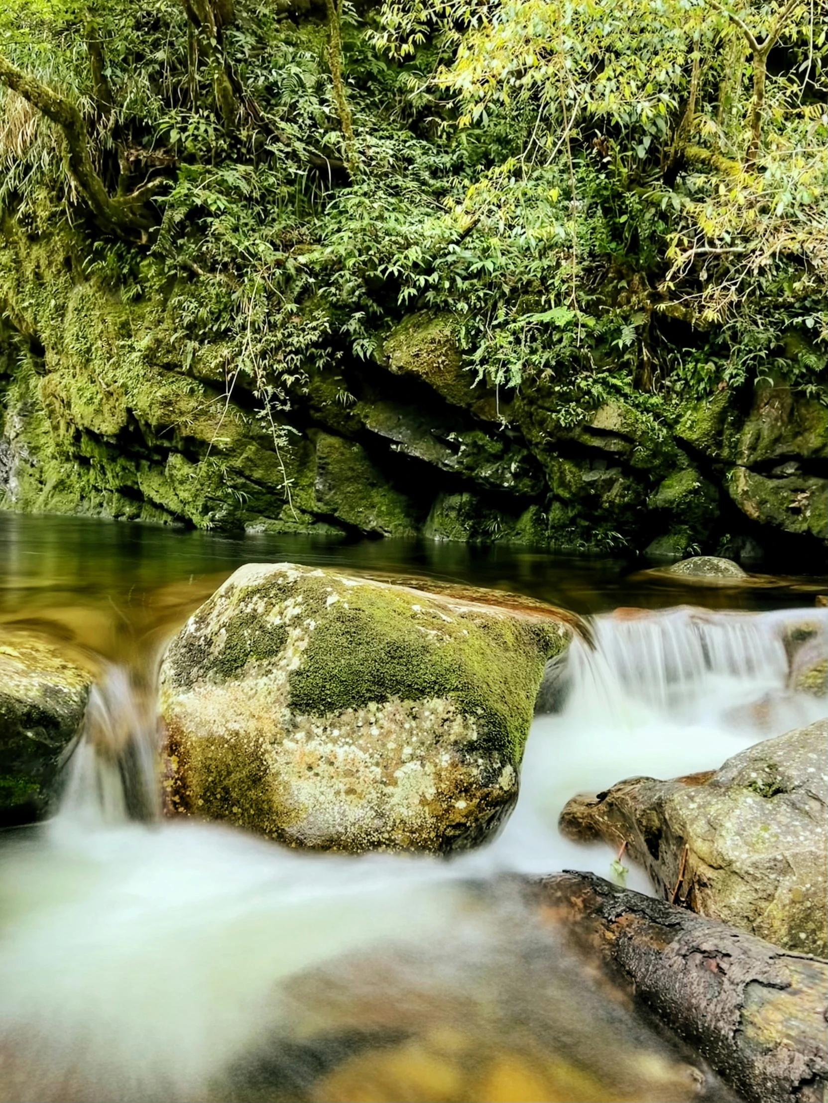 green and brown water in a body of water