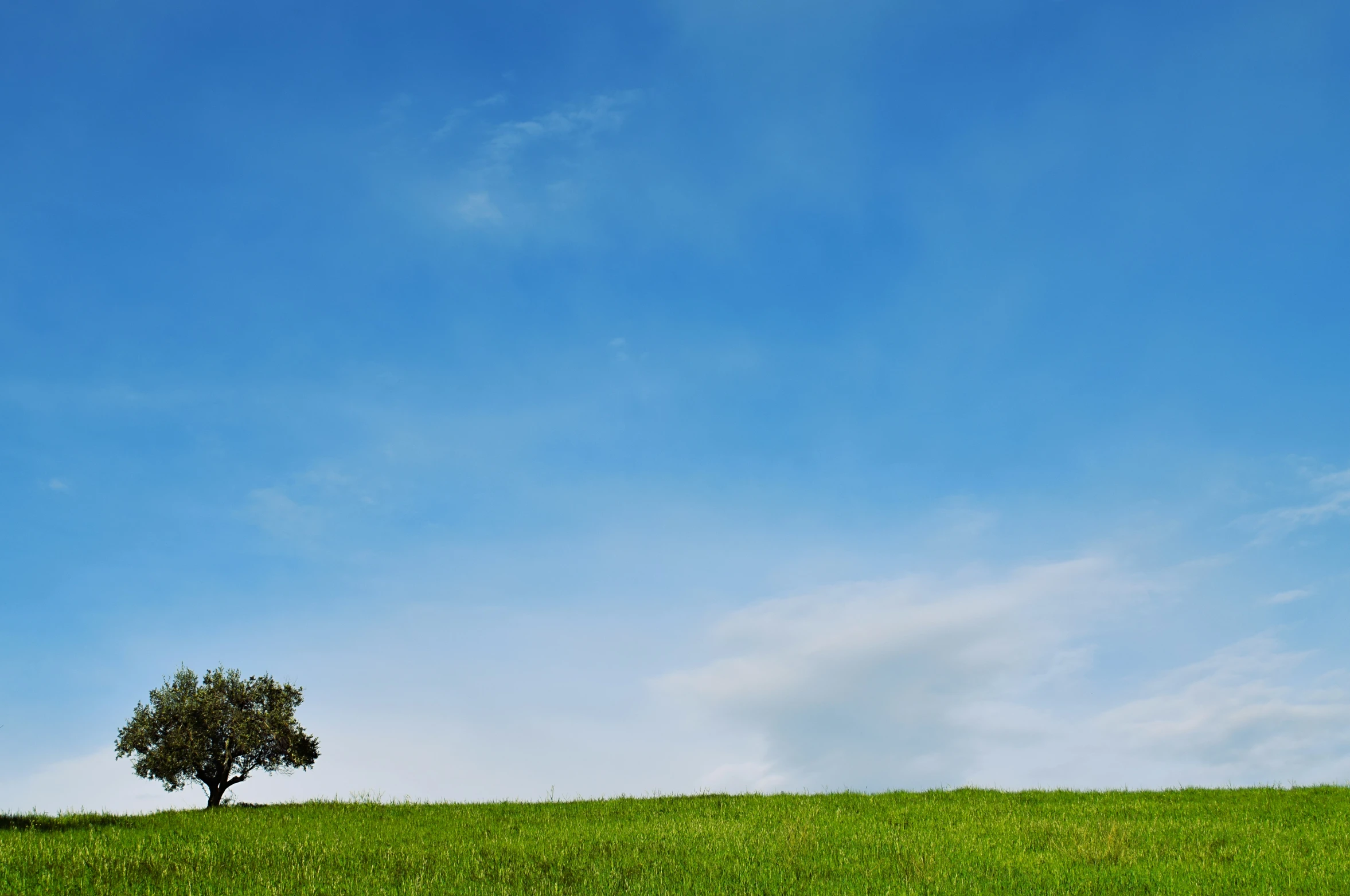 a single tree in the middle of a grassy field