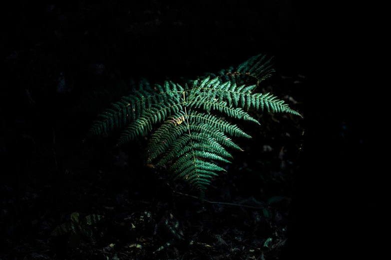 a fern plant with the light on shining from it