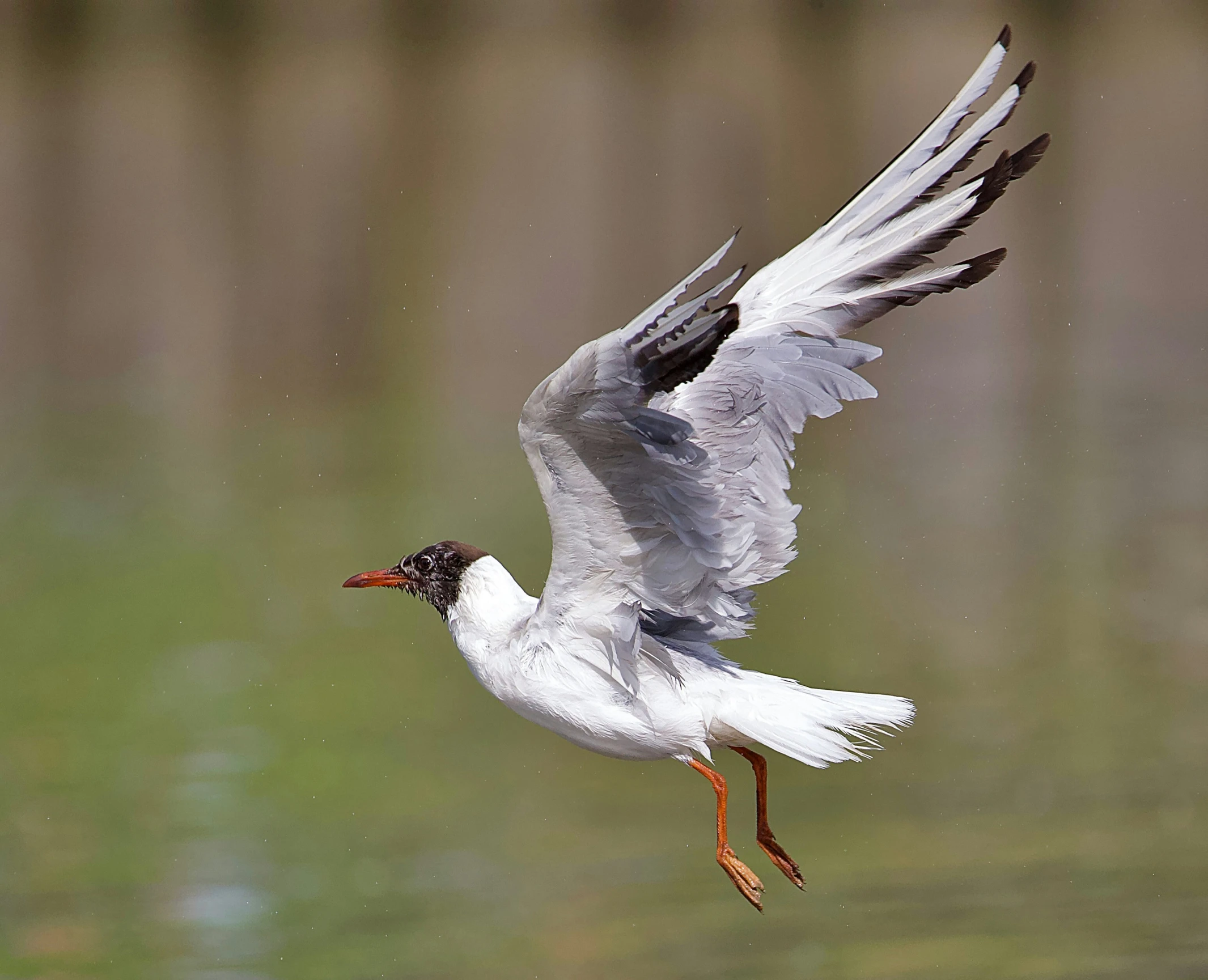 the flying duck is trying to take off from the water