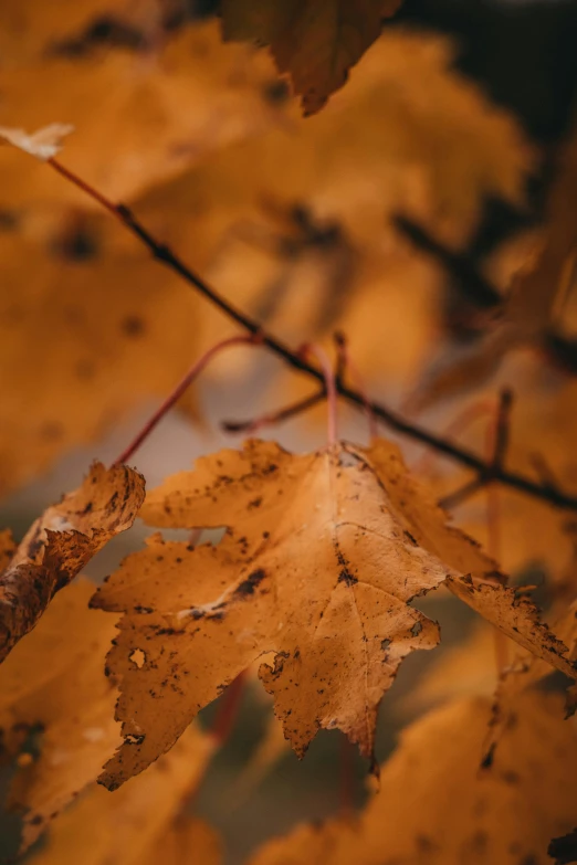 a nch that is laying on a leaf