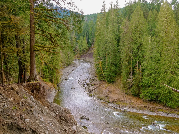 the stream is in the middle of the forest