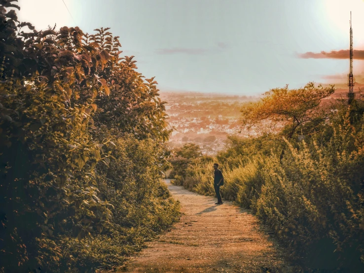 a man walks down a dirt path in the middle of bushes