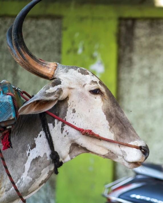 a bull that has large horns, sitting next to a car