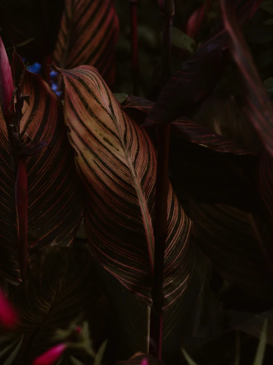 a plant with a pink flower in the middle