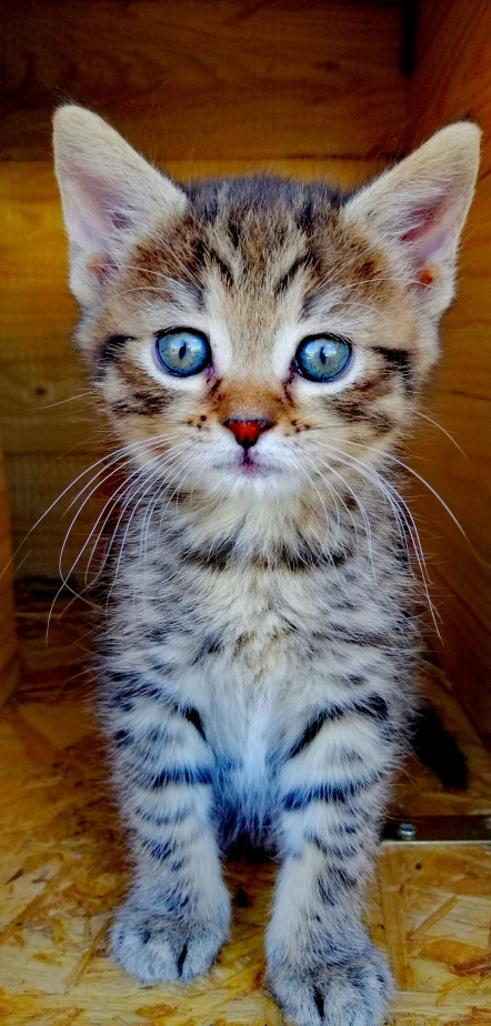 a striped kitten with blue eyes sitting on the ground