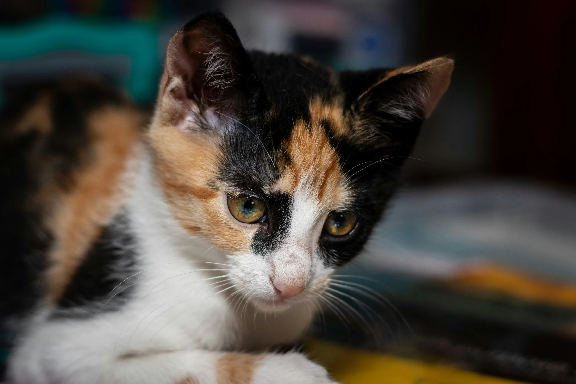 a brown, white and black kitten sits on a yellow table