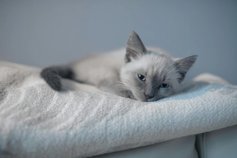 the kitten is laying down on the blanket