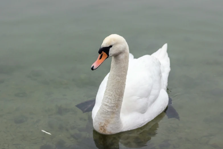 a white swan floating in the middle of the lake