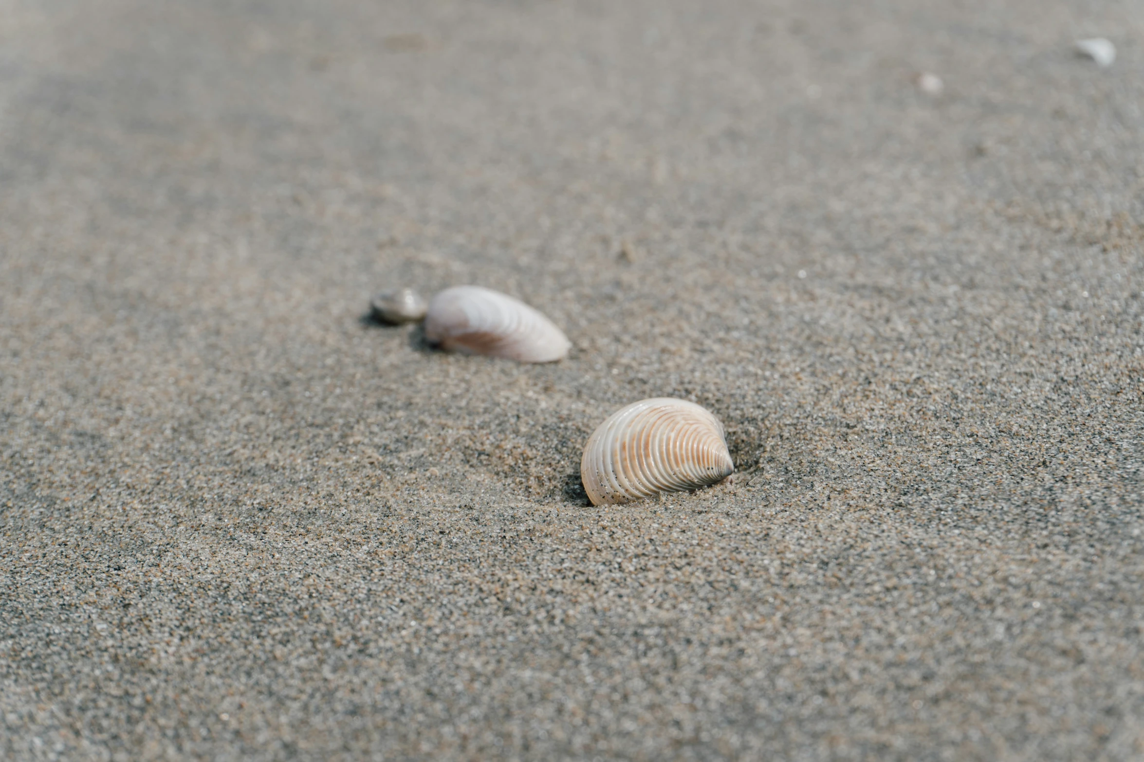 some very pretty small seashells laying on the sand