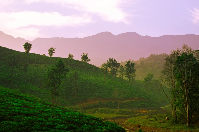 there are a lot of hills that is covered in plants