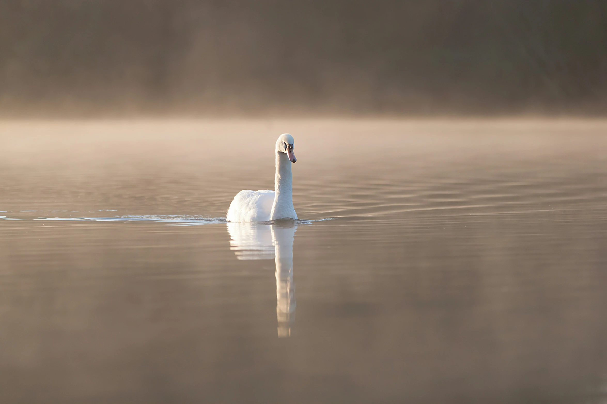 a swan is swimming in a body of water