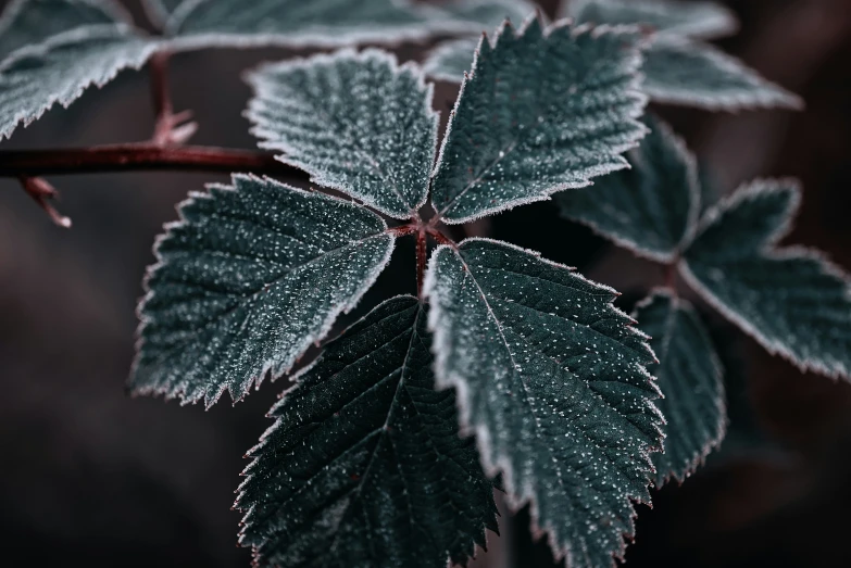 the leaf of a tree with leaves covered with frost