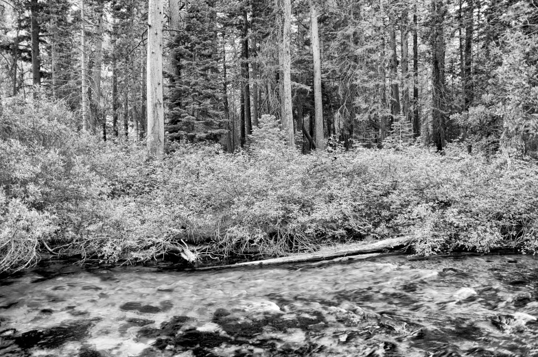 some trees and water in a forest