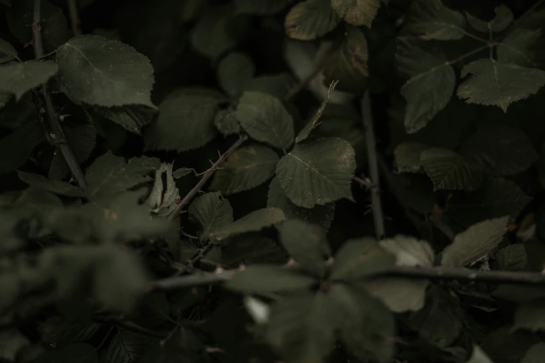 the leaves of a tree are close together