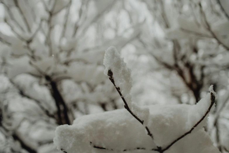 close up po of snow on nches in the woods