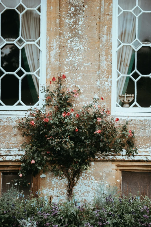 a plant with some red flowers is growing in front of a window