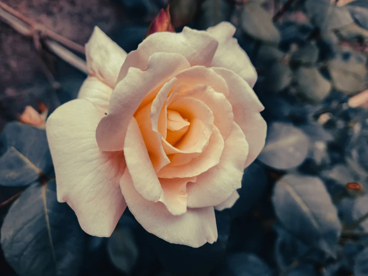 there is an almost white rose with no center