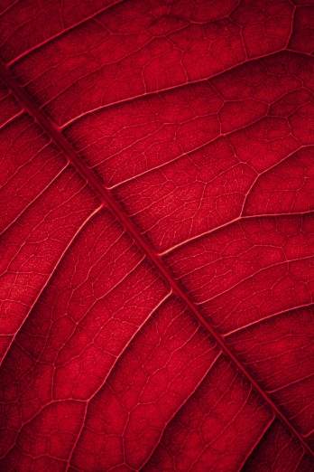 close up image of a red leaf