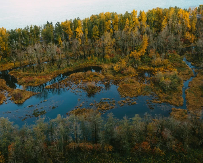 a view of the sky above an autumn swamp