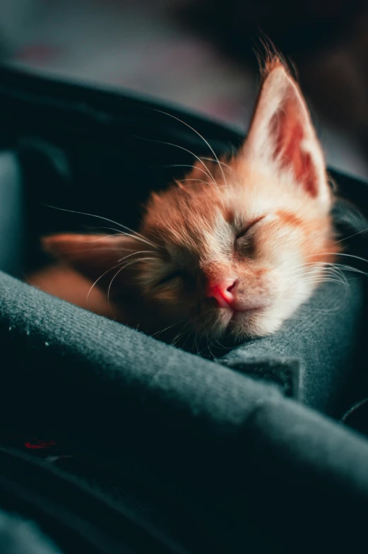 the cat is sleeping on its own side in the bag