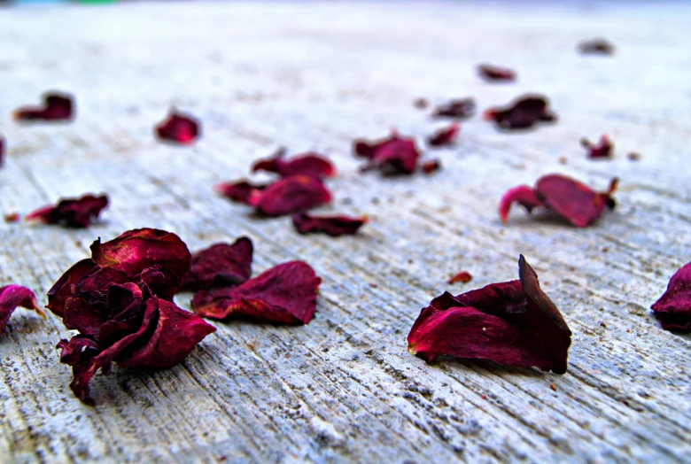 rose petals on the ground with a blurry background