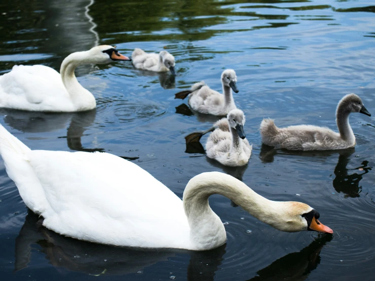 swans swimming with goslings on a pond