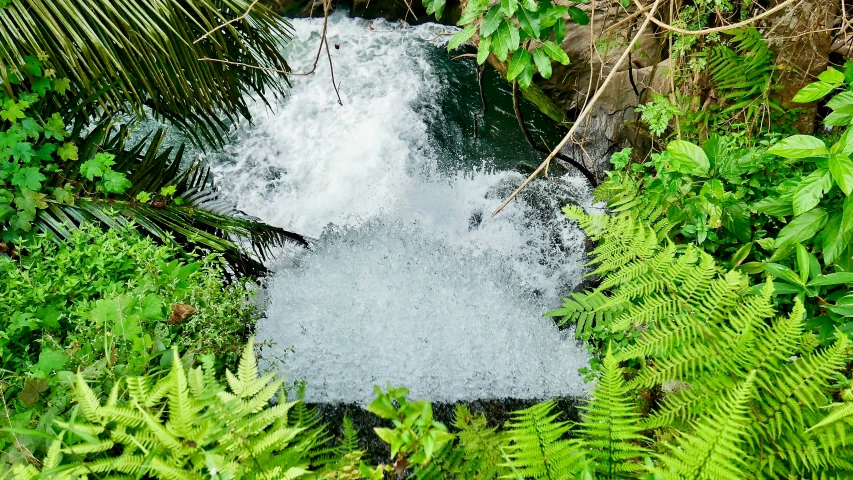 an image of a stream through the green jungle