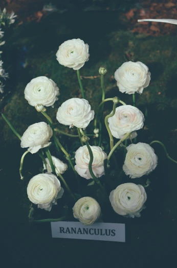 there are twelve white flowers next to each other