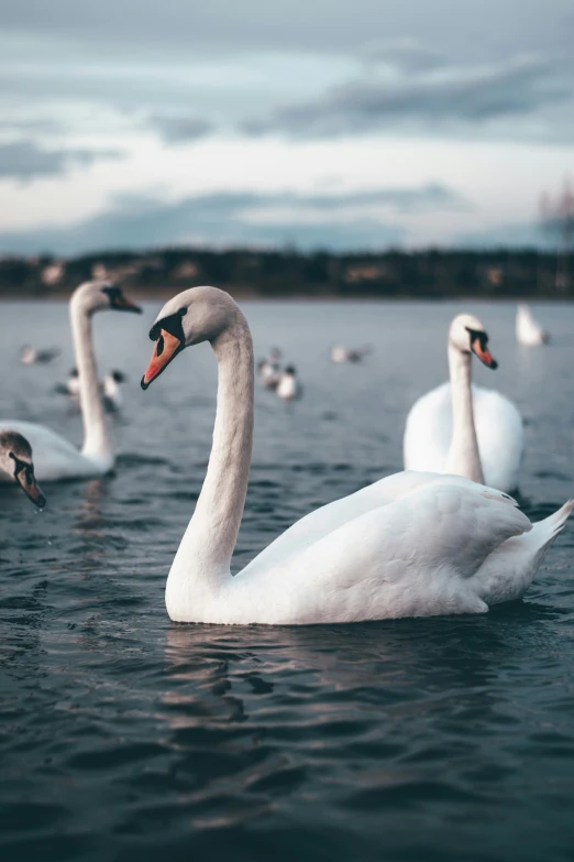 a group of ducks floating next to each other on water