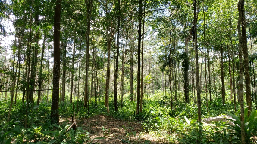 a forest filled with lots of green trees