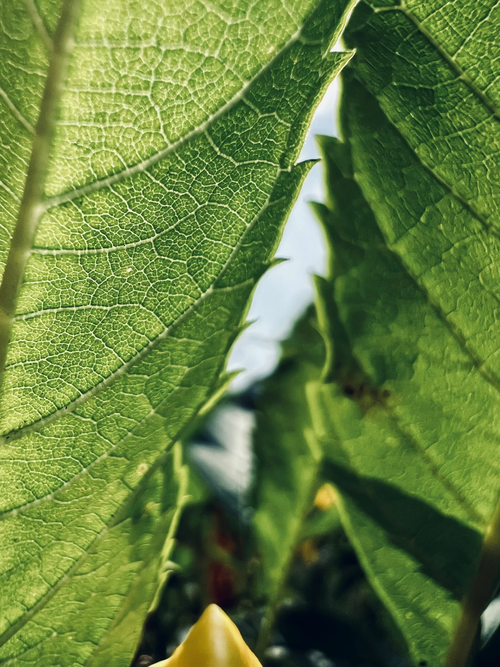 there is a lot of green leaf growing