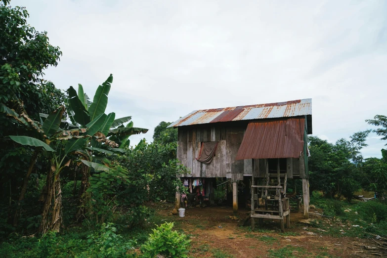 an old out house next to banana trees