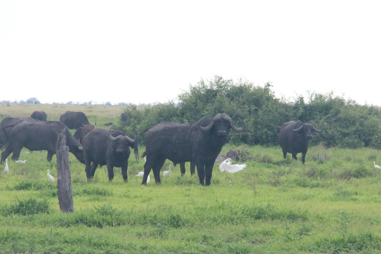 a large herd of elephants grazing on the grass