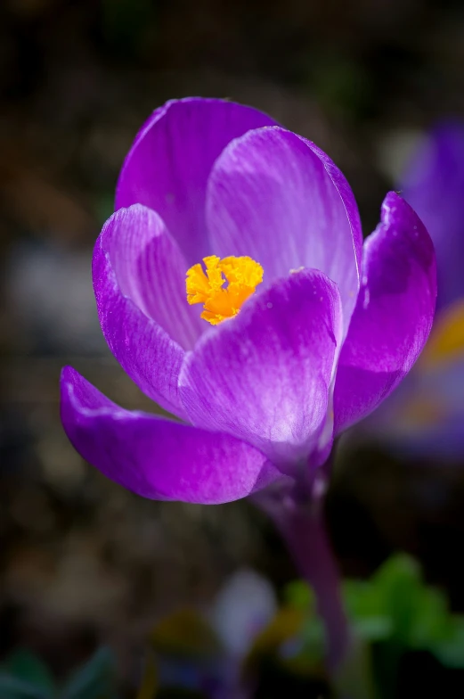 a close up of a purple flower with yellow center