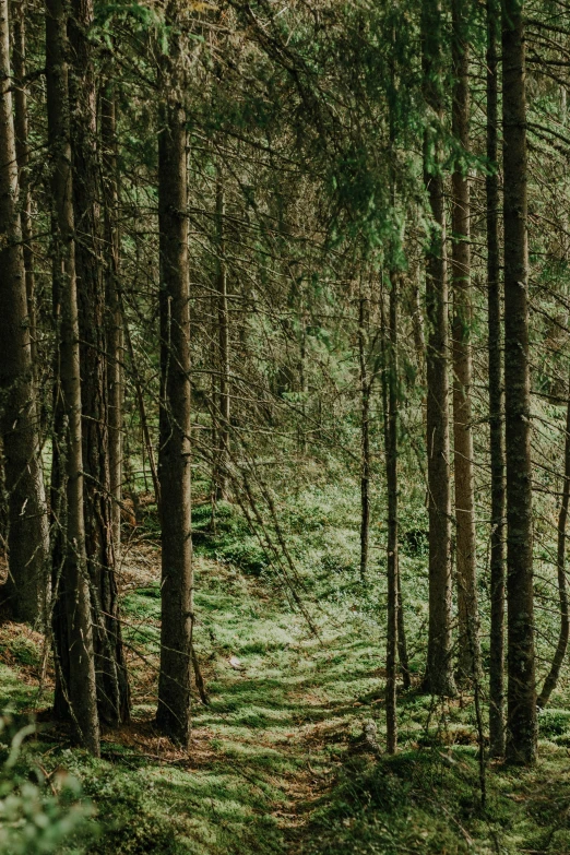 a person is walking in the woods alone