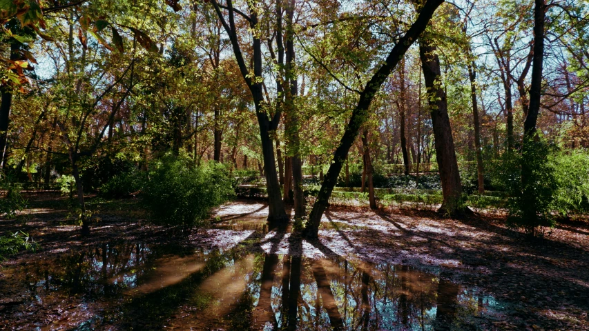 a water dle in front of the trees