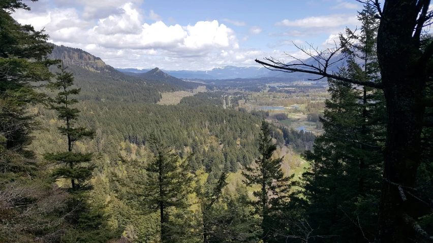 a tree in the foreground of a wide valley