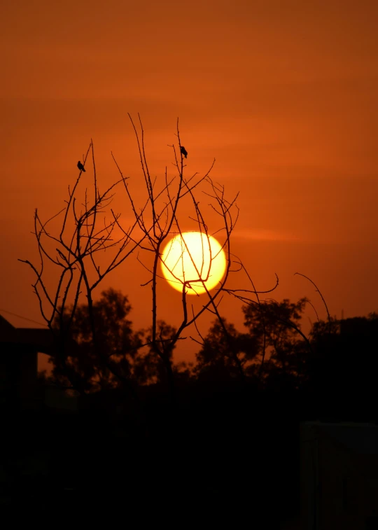 a sunset seen through some bare trees