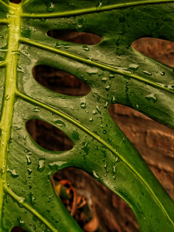 a closeup image of water drops on the leaf of a plant